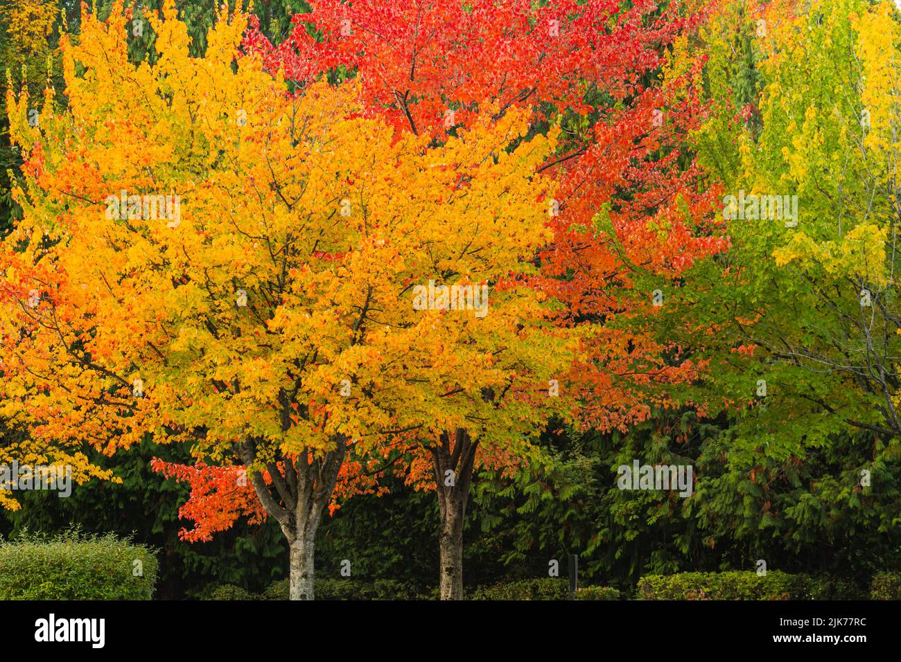 WA21795-00...WASHINGTON - couleur d'automne au Gene Coulon Memorial Beach Park situé sur les rives du lac Washington. Banque D'Images