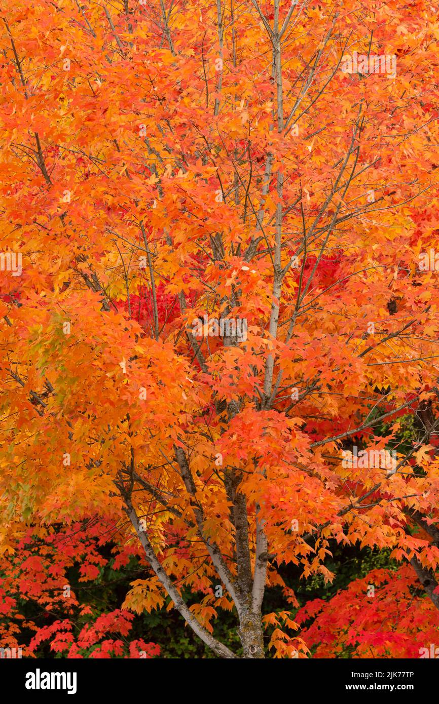 WA21798-00...WASHINGTON - couleur d'automne au Gene Coulon Memorial Beach Park situé sur les rives du lac Washington. Banque D'Images