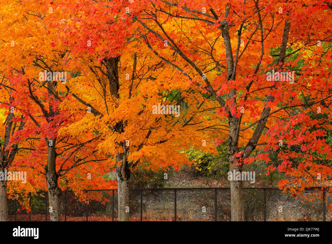 WA21799-00...WASHINGTON - couleur d'automne au Gene Coulon Memorial Beach Park situé sur les rives du lac Washington. Banque D'Images