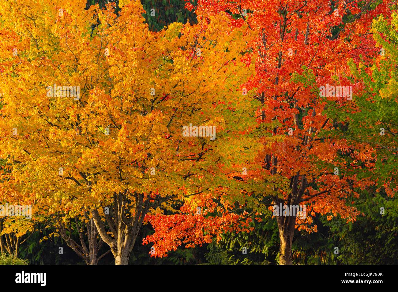 WA21805-00...WASHINGTON - couleur d'automne au Gene Coulon Memorial Beach Park situé sur les rives du lac Washington. Banque D'Images