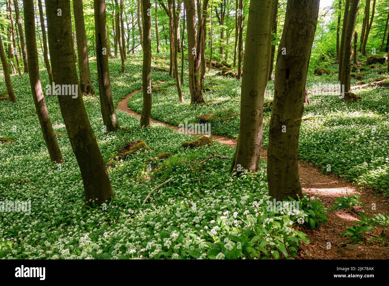 Sentier de randonnée pittoresque et sinueux au milieu des ramsons fleuris (ail sauvage) dans une forêt tranquille de printemps, Ith-HiLS-Weg, Ith, Weserbergland, Allemagne Banque D'Images