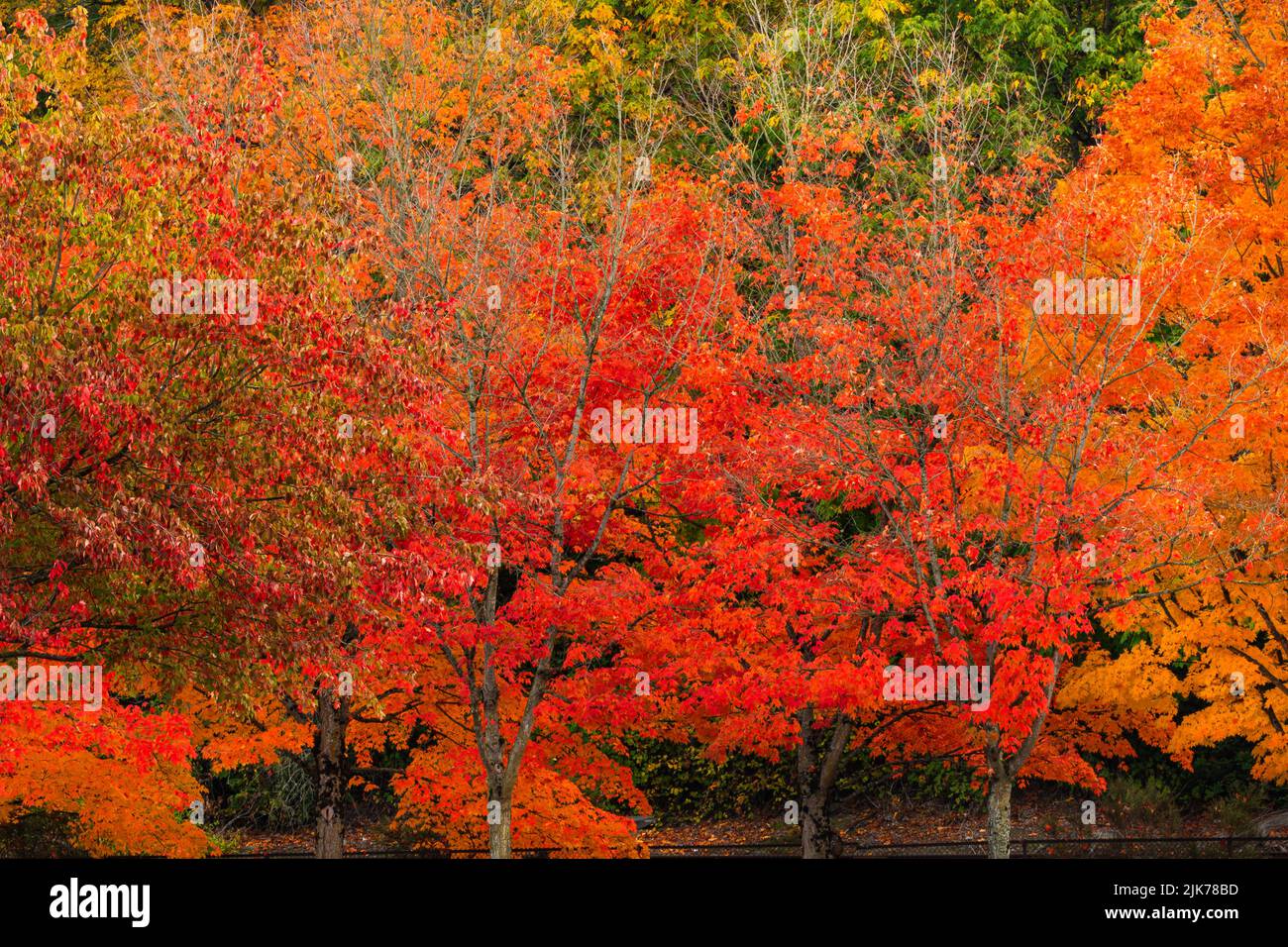 WA21810-00...WASHINGTON - couleur d'automne au Gene Coulon Memorial Beach Park situé sur les rives du lac Washington. Banque D'Images