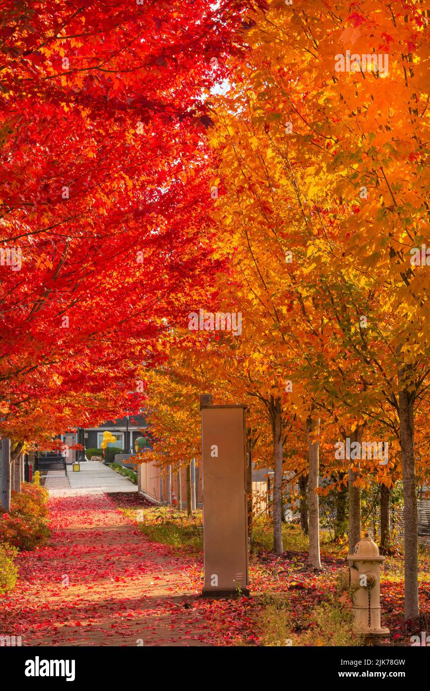 WA21818-00...WASHINGTON - feuilles colorées à l'automne bordant les trottoirs à Woodinville, Washington. Banque D'Images