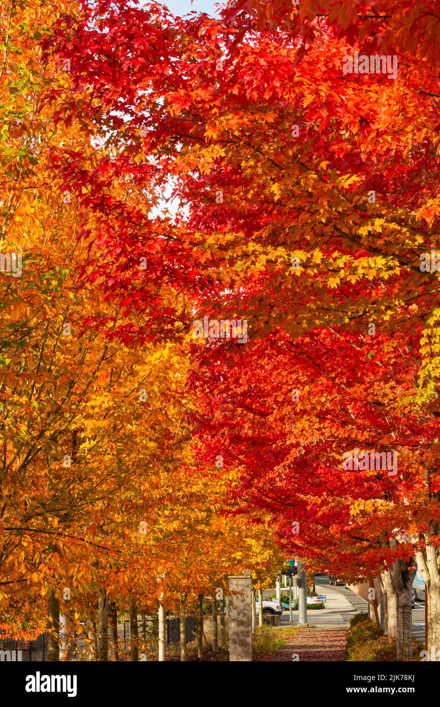WA21820-00...WASHINGTON - feuilles colorées à l'automne bordant les trottoirs à Woodinville, Washington. Banque D'Images