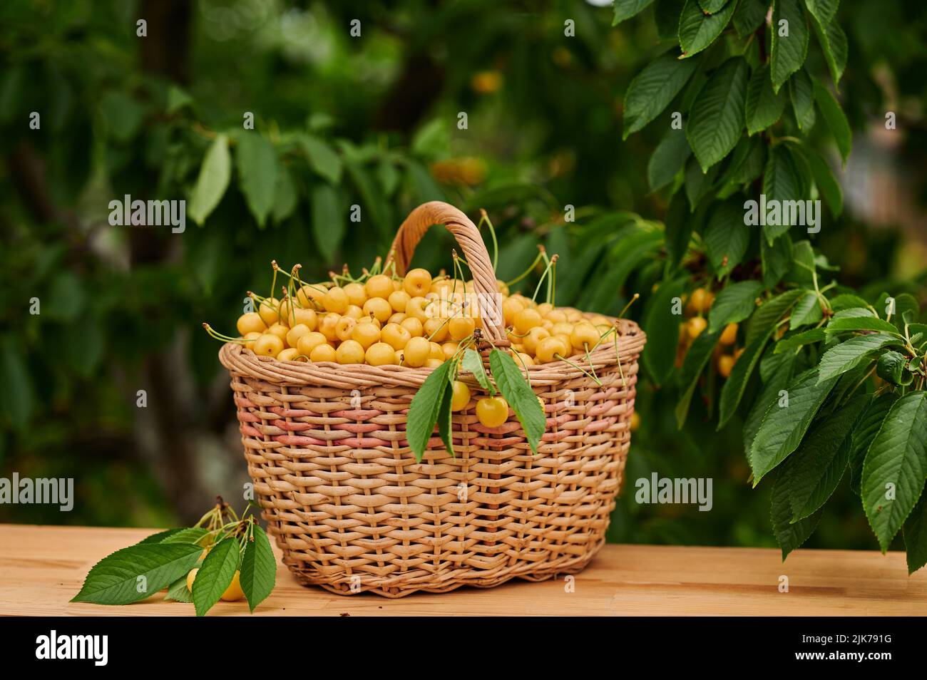 Cerises mûres jaunes dans un panier en osier près d'un arbre Banque D'Images