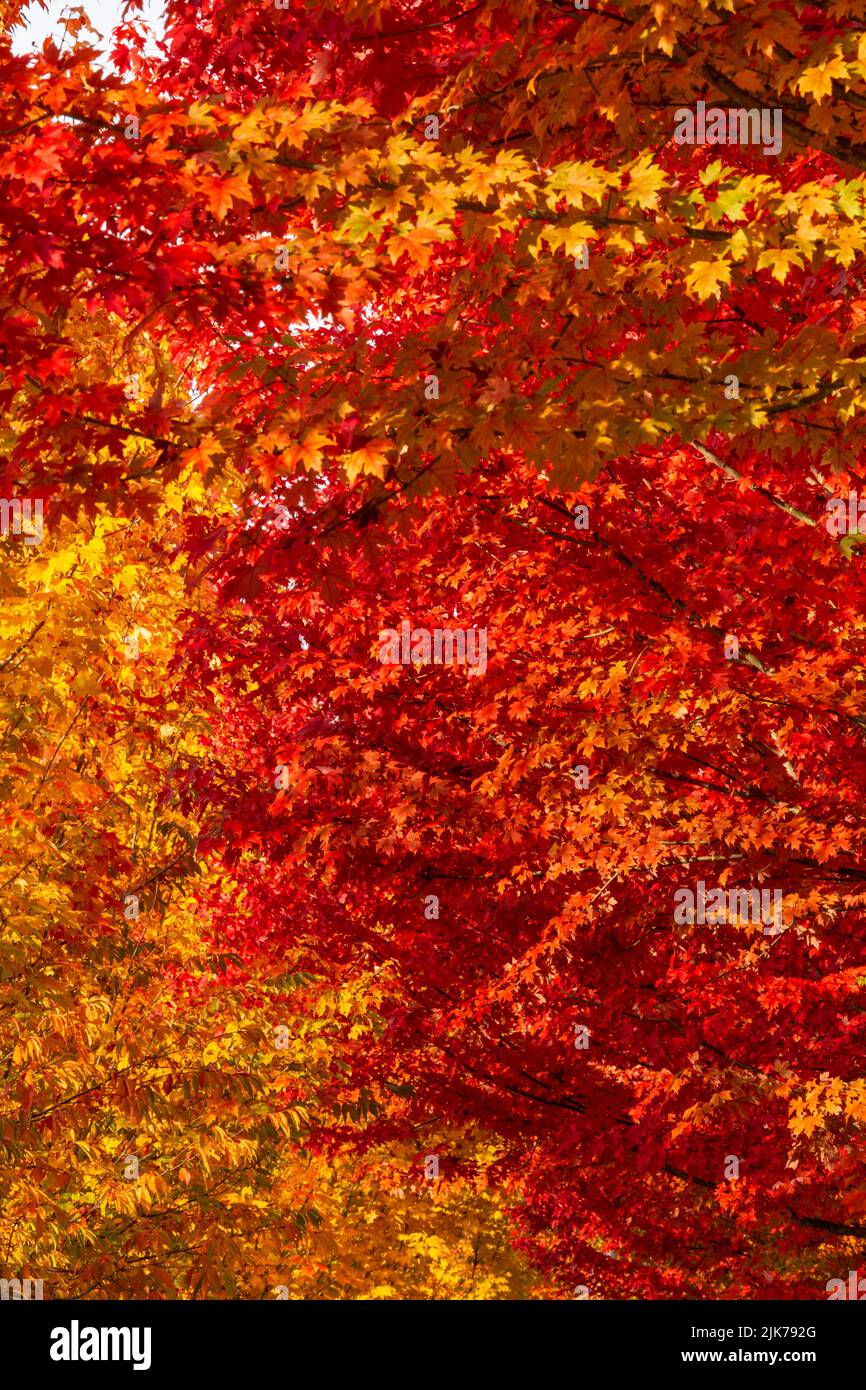 WA21821-00...WASHINGTON - feuilles colorées à l'automne bordant les trottoirs à Woodinville, Washington. Banque D'Images