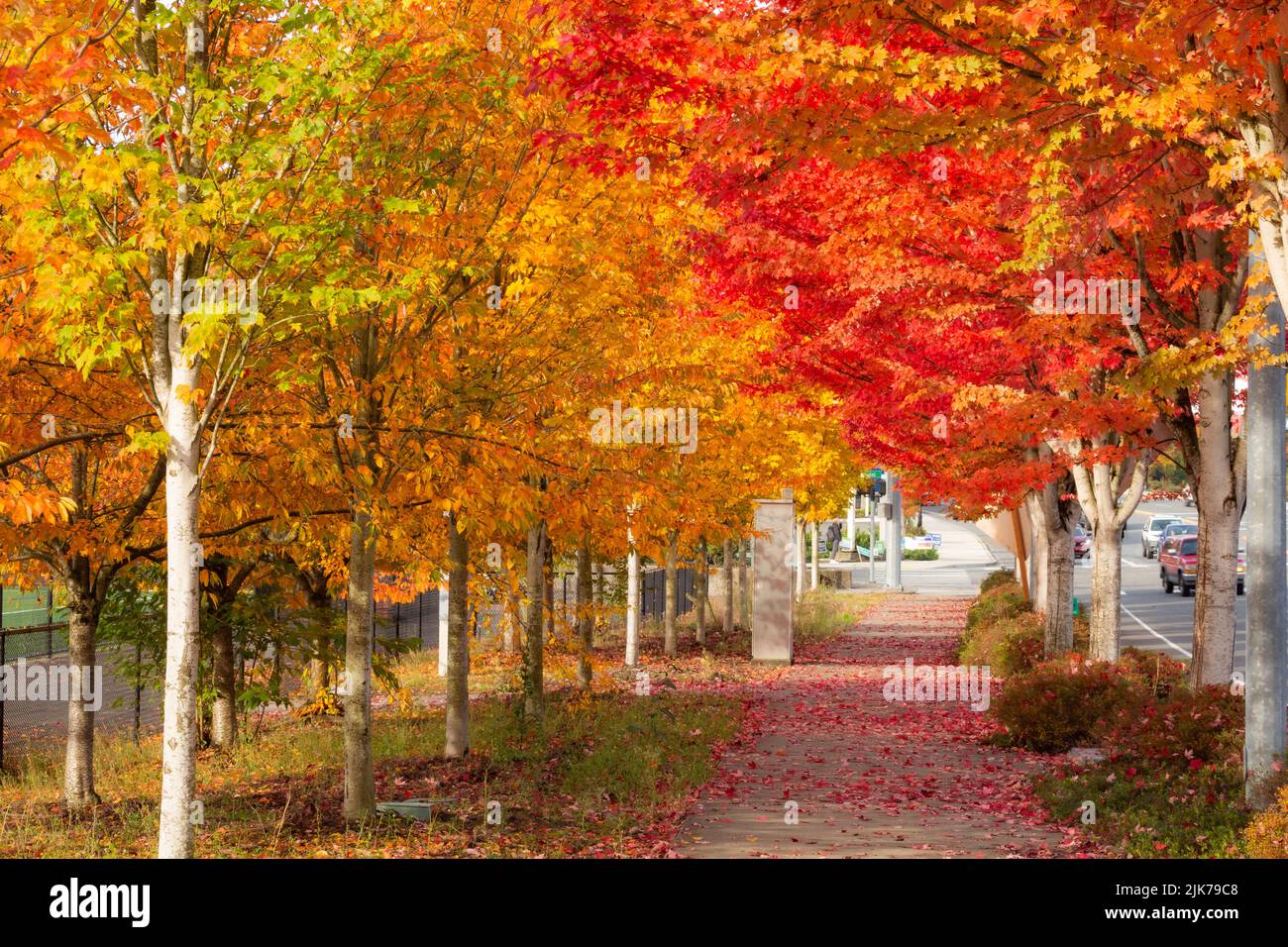 WA21823-00...WASHINGTON - feuilles colorées à l'automne bordant les trottoirs à Woodinville, Washington. Banque D'Images