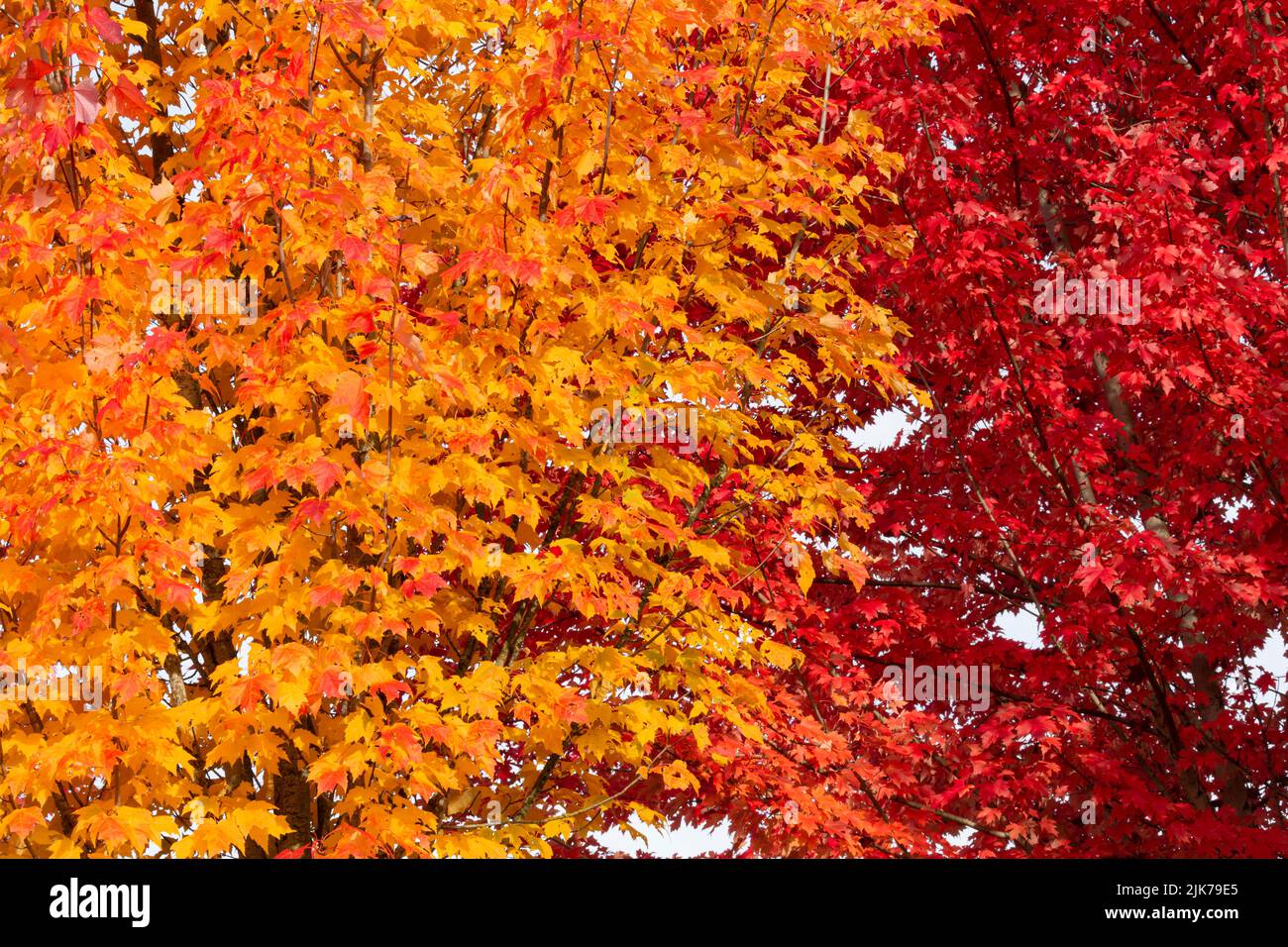 WA21824-00...WASHINGTON - feuilles colorées à l'automne bordant les trottoirs à Woodinville, Washington. Banque D'Images