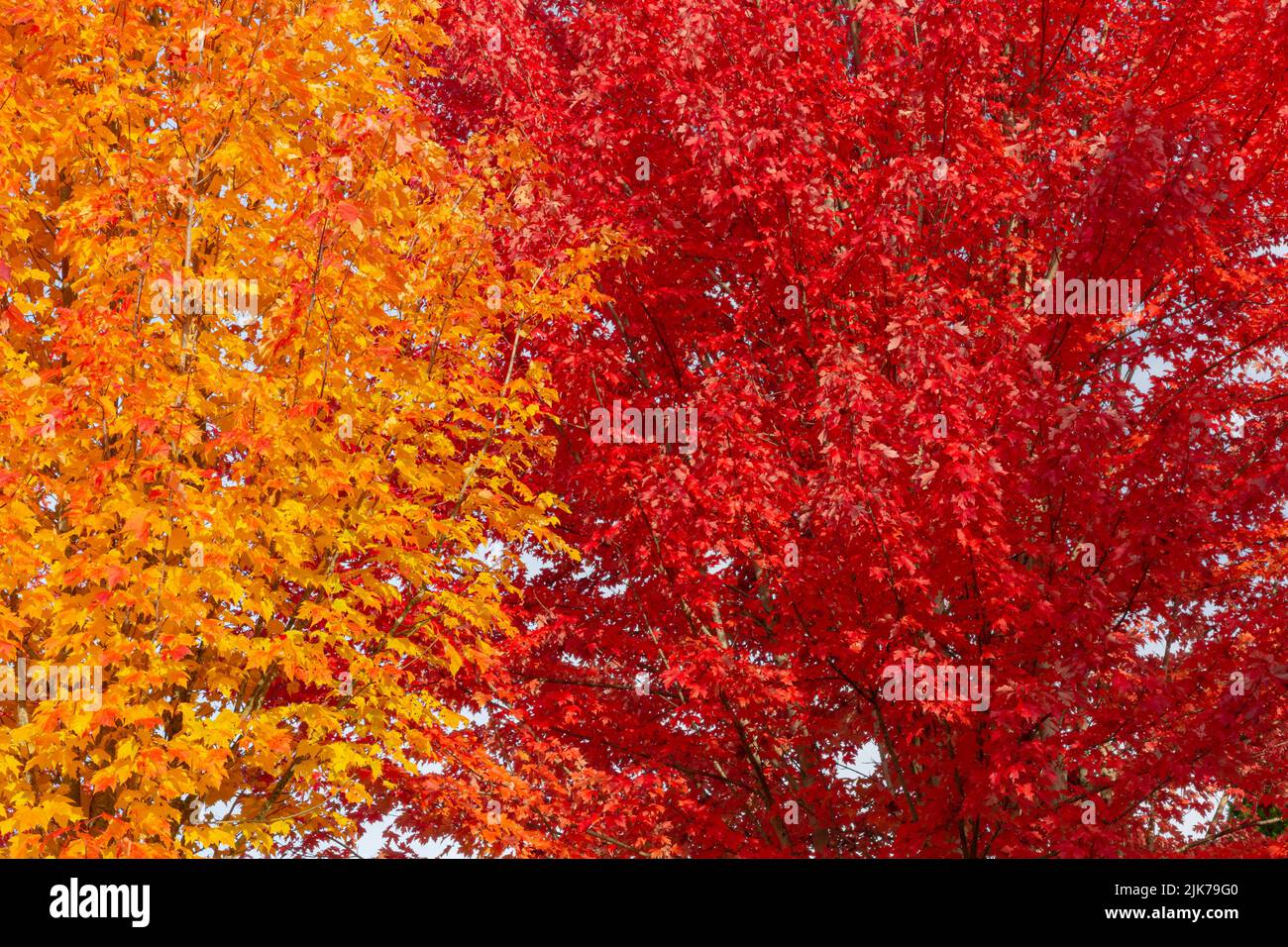 WA21826-00...WASHINGTON - feuilles colorées à l'automne bordant les trottoirs à Woodinville, Washington. Banque D'Images
