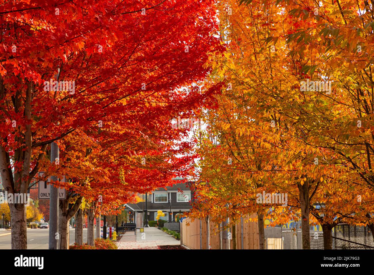 WA21827-00...WASHINGTON - feuilles colorées à l'automne bordant les trottoirs à Woodinville, Washington. Banque D'Images