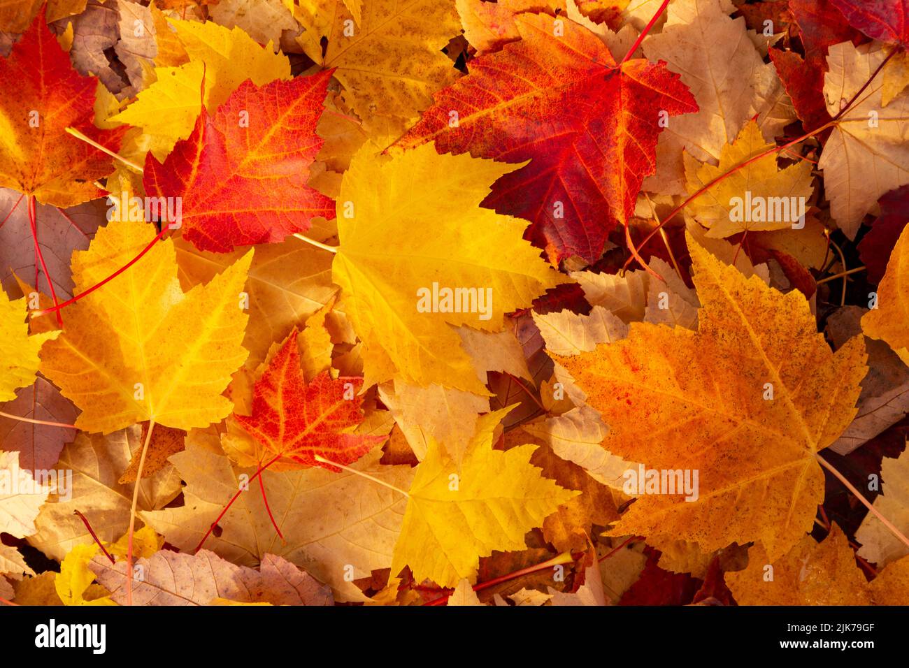 WA21829-00...WASHINGTON - feuilles colorées sur un trottoir. Banque D'Images