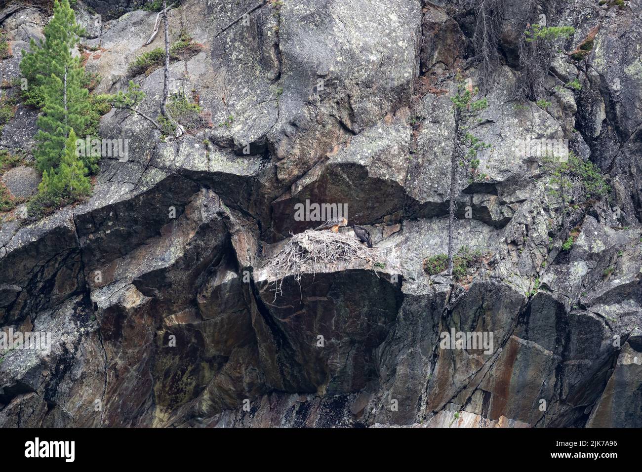 Un vautours à barbe adulte ou Lammergeier (Gypaetus barbatus) au site de nidification pour nourrir le mineur presque en fuite Banque D'Images