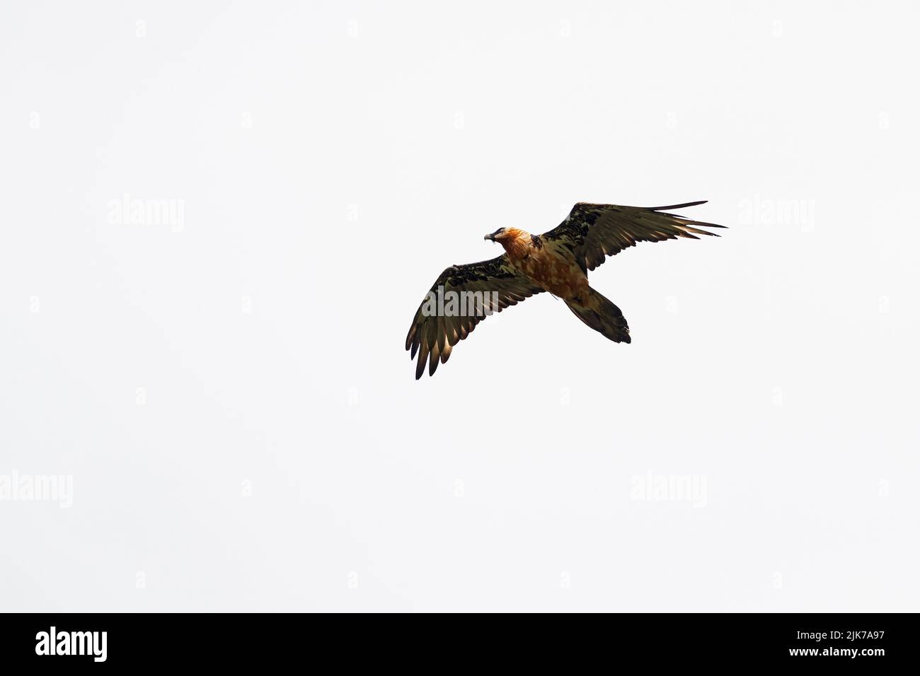 Un vuls à barbe adulte ou Lammergeier (Gypaetus barbatus) circrant dans le ciel gris au-dessus du photographe Banque D'Images