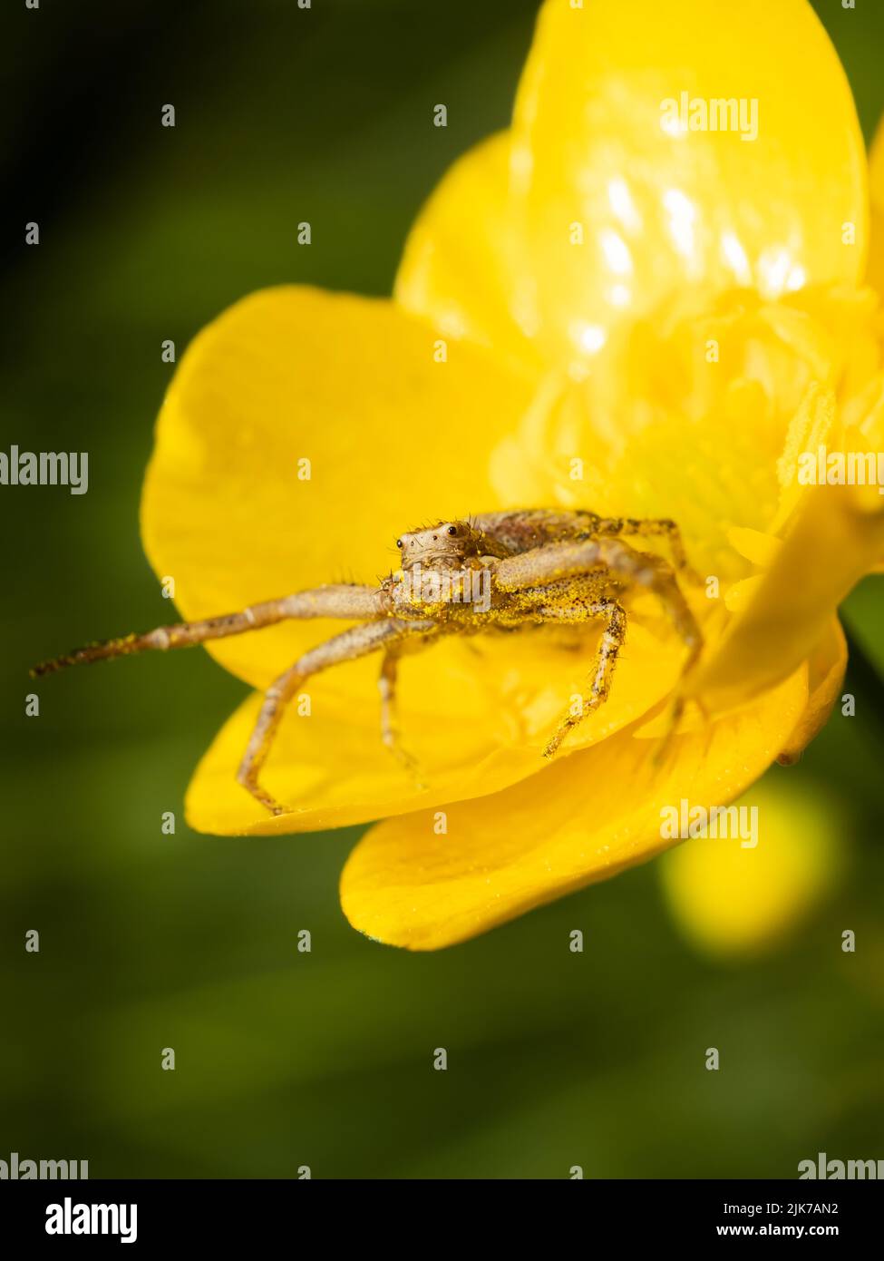 Araignée dans une fleur. Banque D'Images