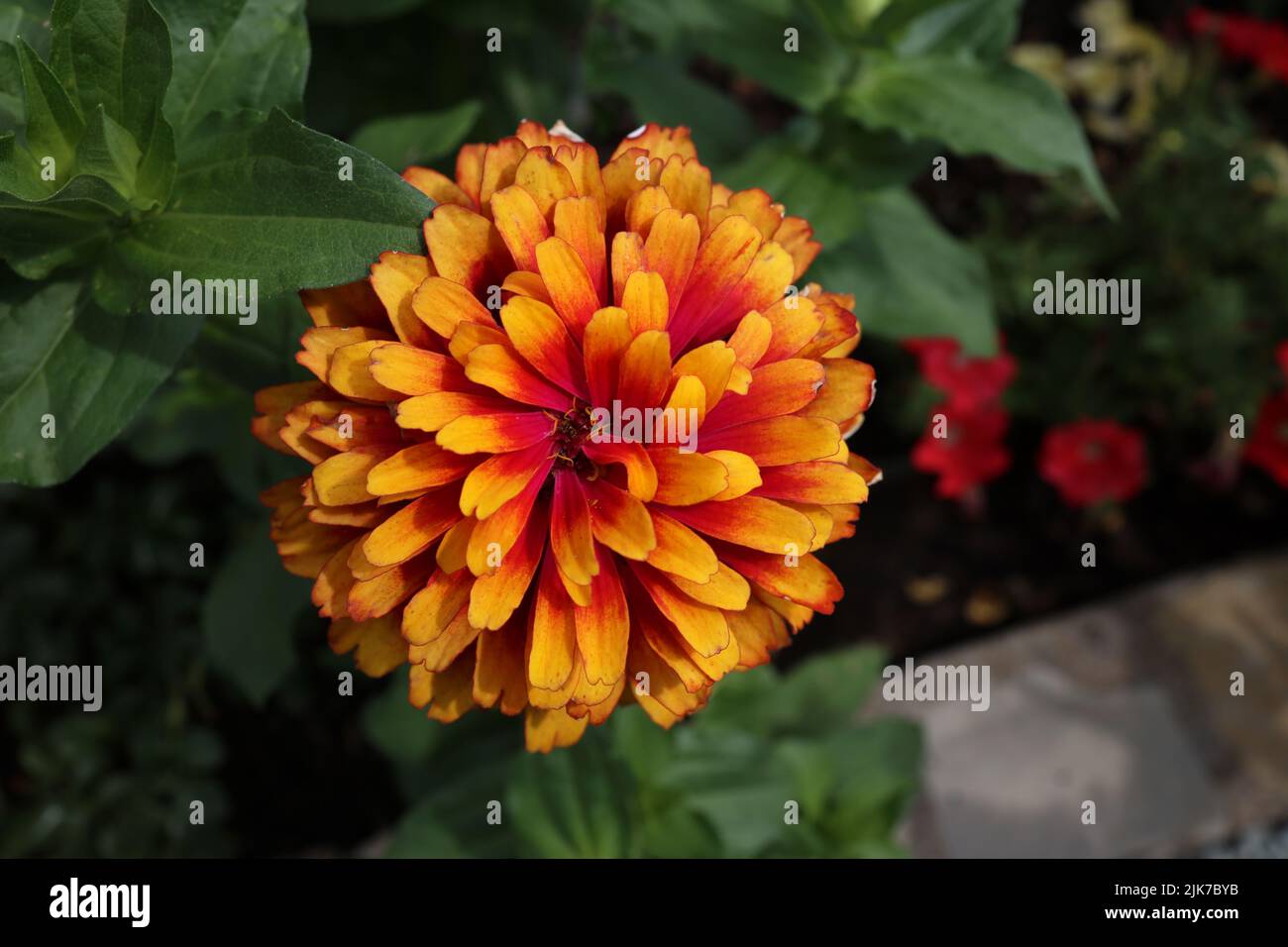 Fleur naturelle isolée de zinnia sur fond vert. Banque D'Images
