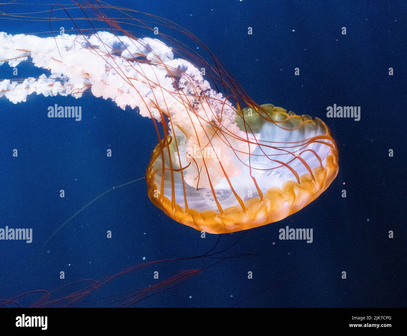 Las Palmas, Grande Canarie, Îles Canaries, Espagne. 31st juillet 2022. Avec des vacances scolaires en cours, les touristes, beaucoup du Royaume-Uni, visitez l'aquarium de Poema del Mar à Las Palmas sur Gran Canaria. Le réservoir en mer profonde de l'aquarium contient 5,5 millions de litres d'eau et dispose de la plus grande fenêtre d'aquarium incurvée au monde : 36 mètres de long et 7,3 mètres de haut. Crédit : Alan Dawson/Alay Live News Banque D'Images