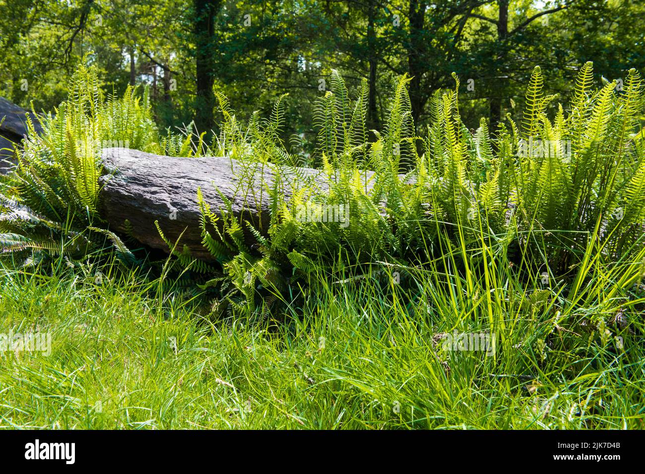 menhir tombé couvert de fougère dans la forêt de Monteneuf Banque D'Images