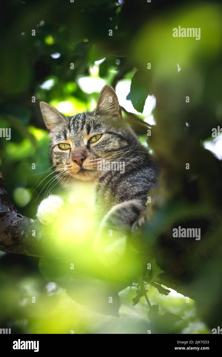 Chat dans un arbre lookinng et dormir. Chat mignon s'occuper des oiseaux à la chasse. Chat joueur veulent jouer. Banque D'Images