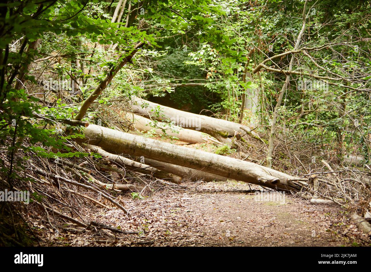 chemin de forêt bloqué par des troncs d'arbre tombés Banque D'Images