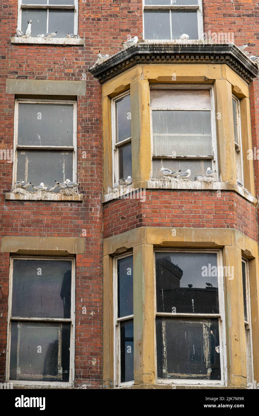 Maison victorienne avec terrasse et mouettes perchées sur des appuis de fenêtre et rebord de baie vitrée Banque D'Images