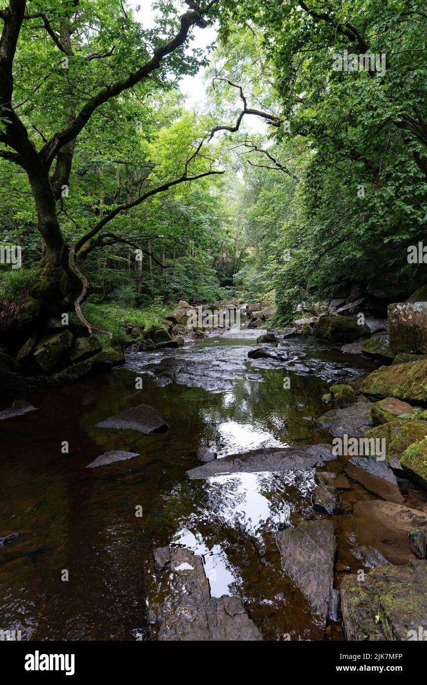 Ruisseau forestier tranquille qui coule à travers des rochers couverts de mousse sous la canopée verte dans le Yorkshire Banque D'Images