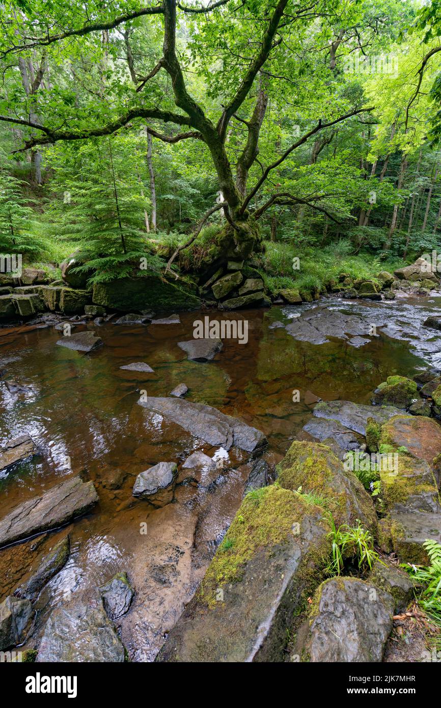 Ancien arbre couvert de mousse à côté d'un ruisseau boisé paisible avec des piscines rocheuses dans une forêt verdoyante Banque D'Images