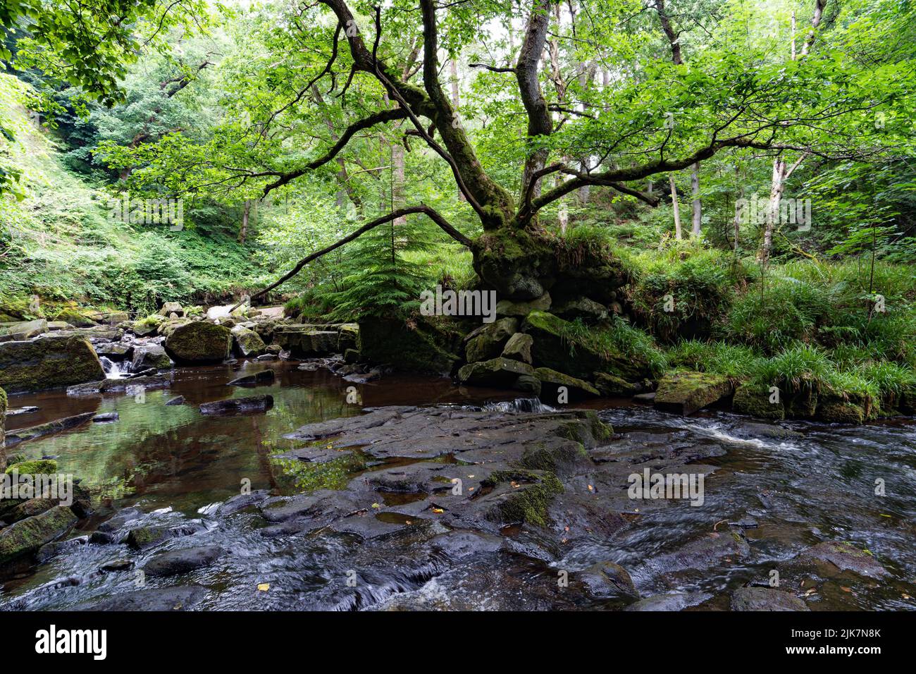 Ancien arbre couvert de mousse à côté d'un ruisseau boisé tranquille avec lit rocheux dans une forêt verdoyante Banque D'Images