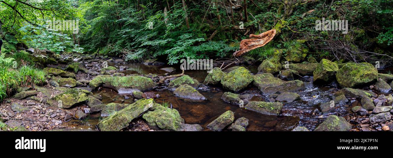Ruisseau boisé tranquille coulant à travers des rochers couverts de mousse dans une forêt verdoyante Banque D'Images