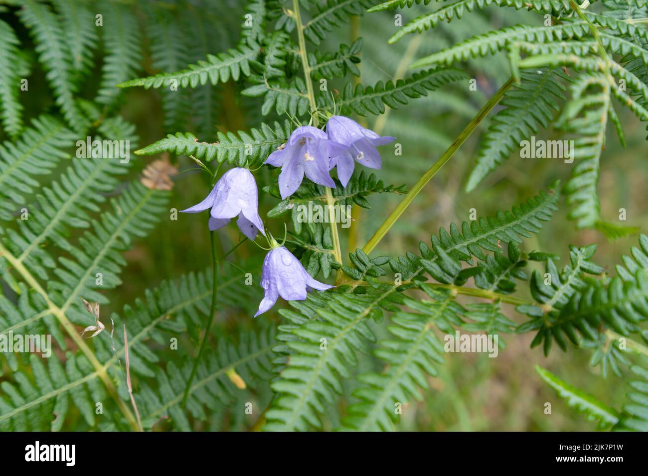 Fleurs sauvages violettes au milieu de délicates frondes de fougères dans un cadre boisé naturel Banque D'Images