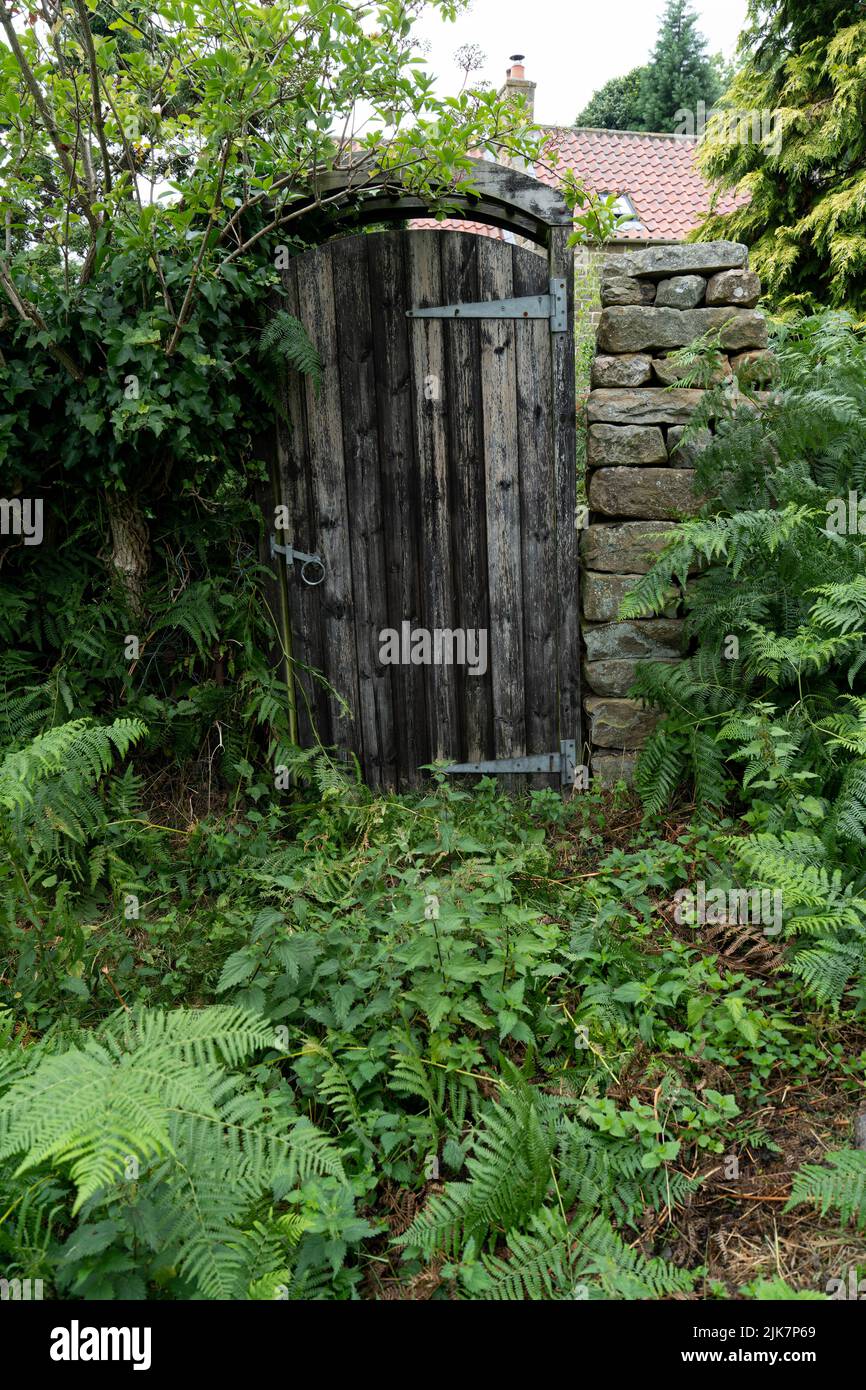 Porte de jardin rustique en bois située dans un mur de pierre traditionnel entouré de fougères luxuriantes et de feuillages Banque D'Images