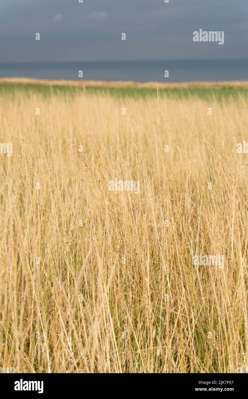 Prairie dorée sous un ciel gris orageux dans la campagne du Yorkshire Banque D'Images
