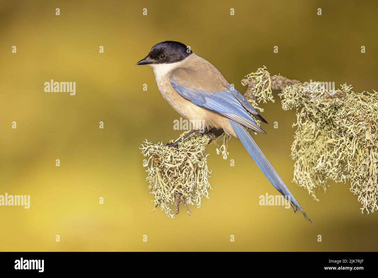 Le magpie ibérique (Cyanopica Cooki) est un oiseau de la famille Crow.Oiseau sur le tronc contre fond clair en Estrémadure, Espagne.Faune et flore Banque D'Images