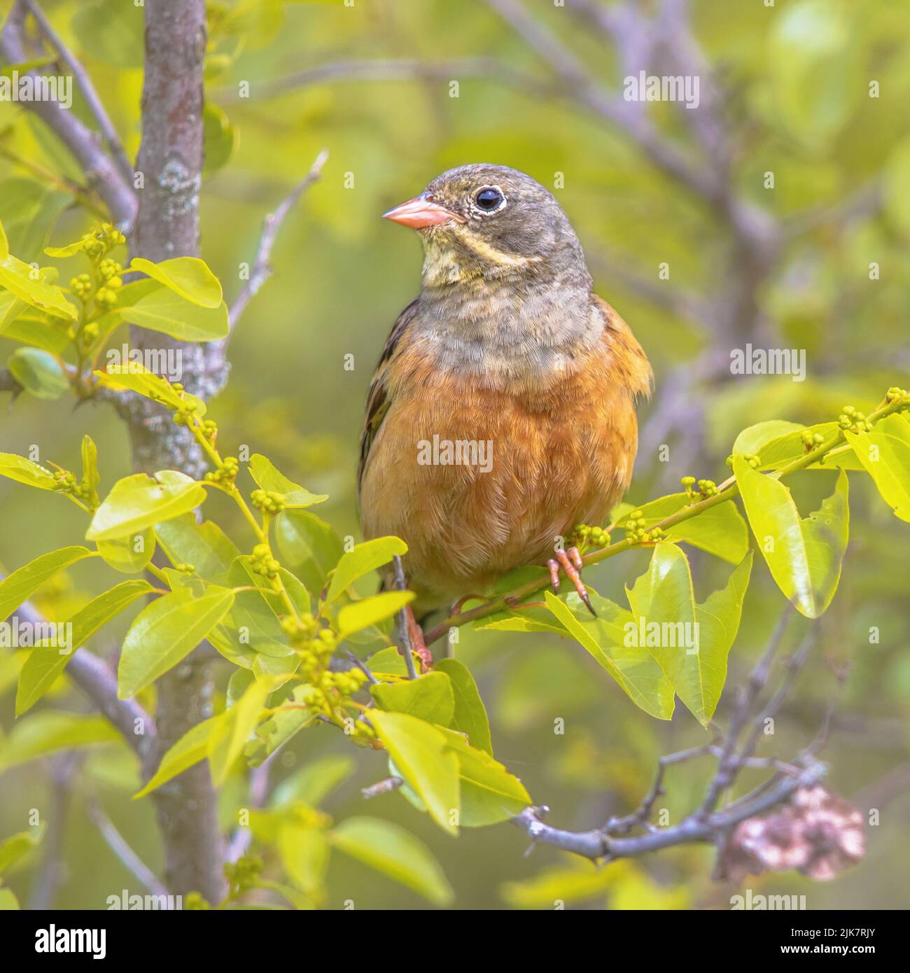 Ortolan Bunting (Emberiza hortulana) perchée dans un arbre. C'est un oiseau eurasien de la famille des Emberizidae. Bulgarie. Faune scène de la nature dans Banque D'Images