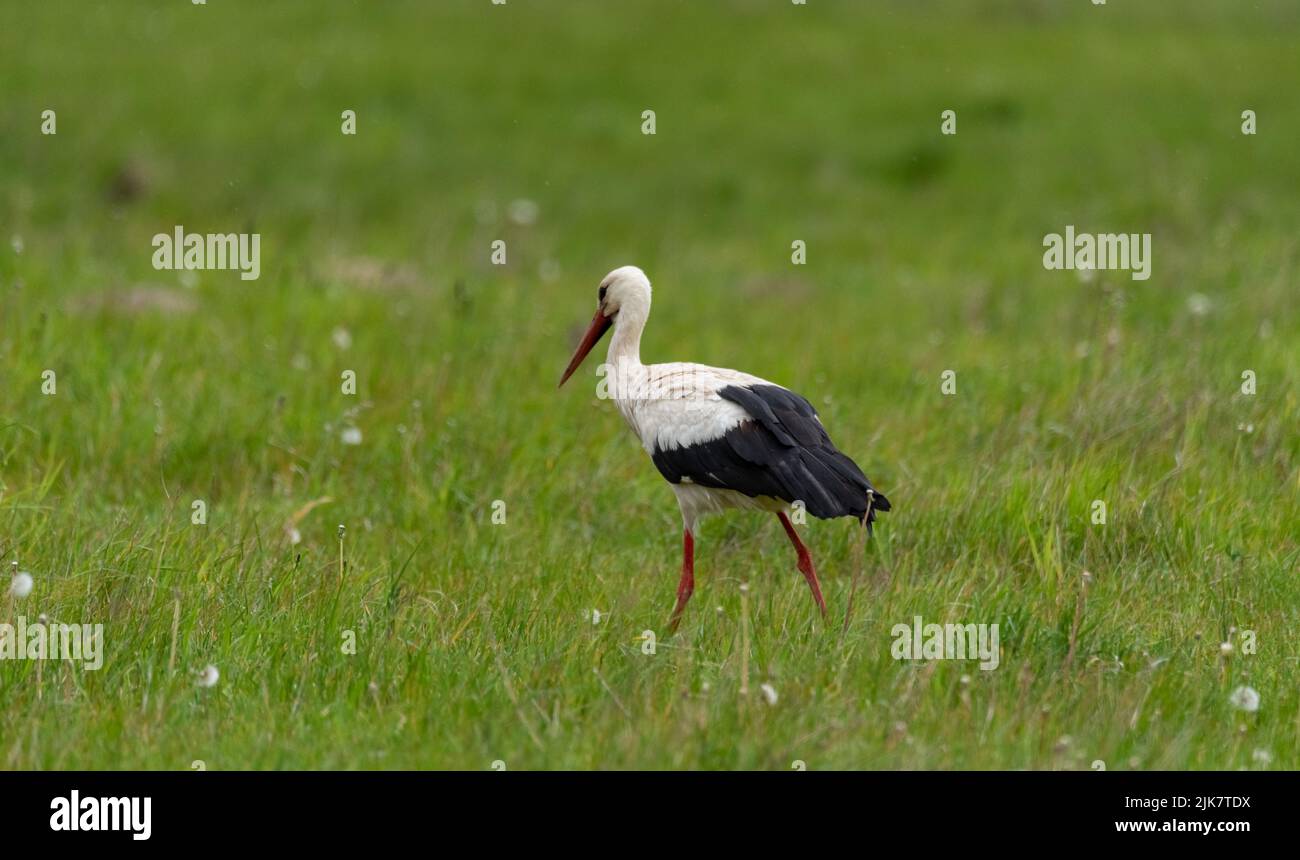Serviettes De Table - Montgolfière En Fleur Et Cigogne (total De 10