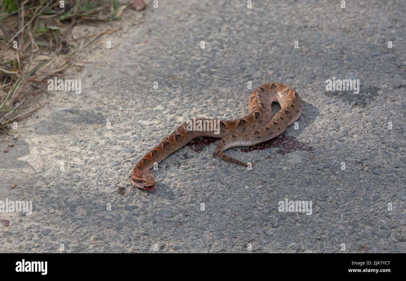 Un serpent de Viper de Pit de Malaisie est mort sur une route en Thaïlande, en Asie du Sud-est, après avoir été dépassé par un véhicule. Calloselasma rhodostoma. Tuez la route Banque D'Images