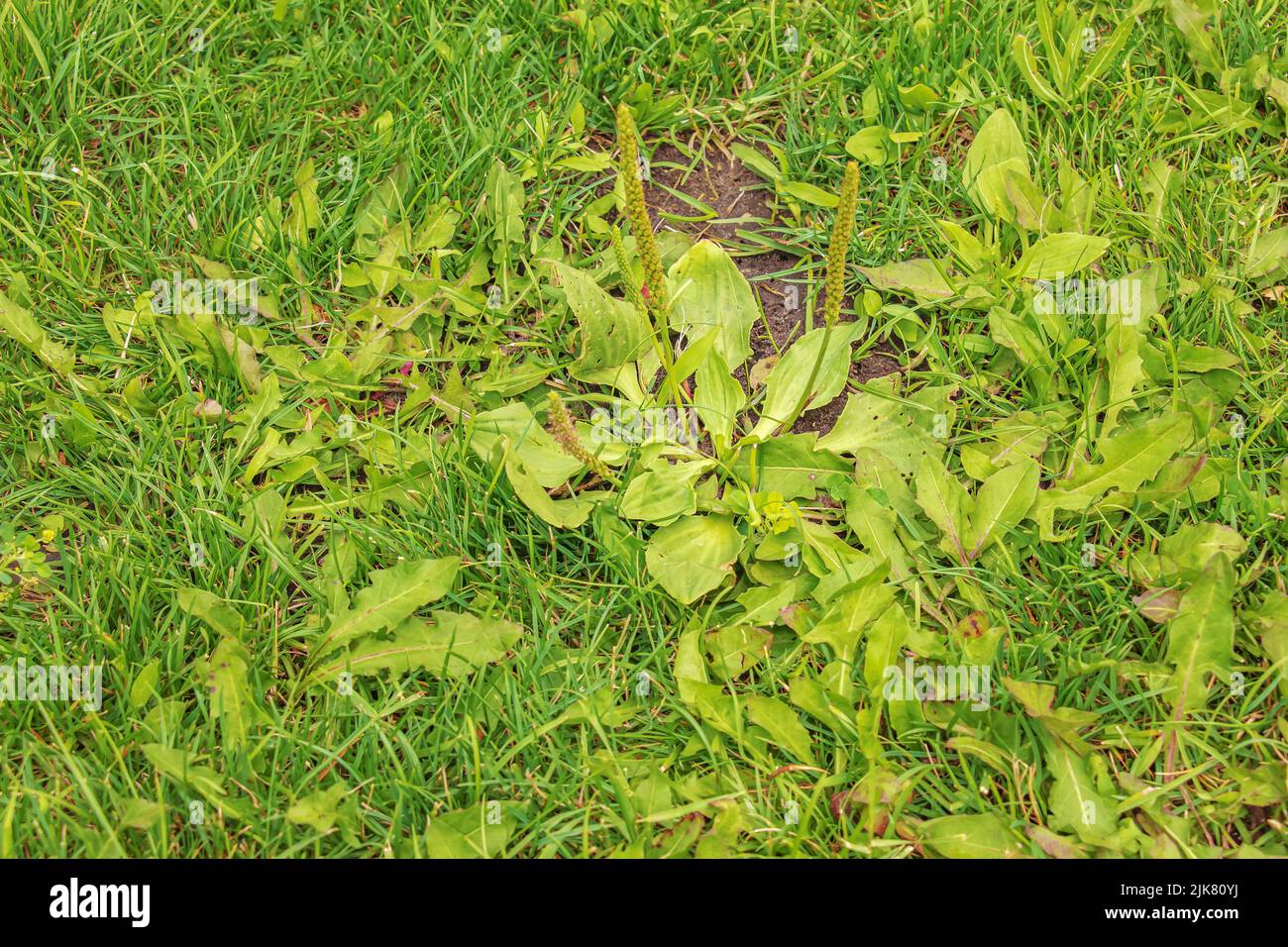 Plantago lanceolata. Famille des Plantaginaceae. Plante plantain à fleurs avec feuille verte. Banque D'Images