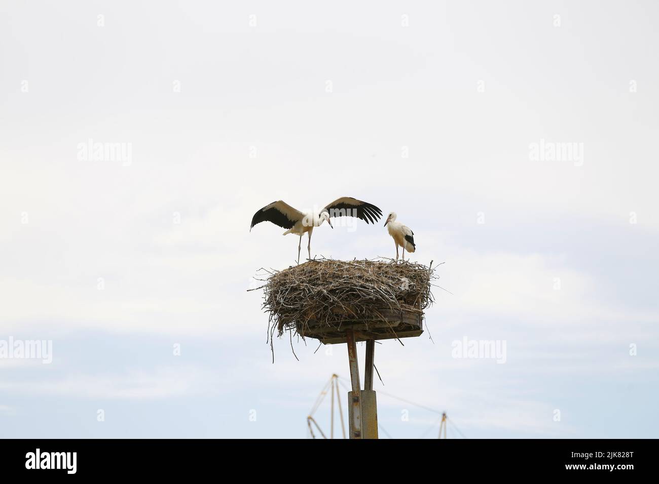 Brandenburg: Stork Nest in PrädikowPrädikow est un district de Prötzel dans le district de Märkisch-Oderland dans l'état de Brandebourg. (Photo de Simone Kuhlmey/Pacific Press) crédit: Pacific Press Media production Corp./Alay Live News Banque D'Images