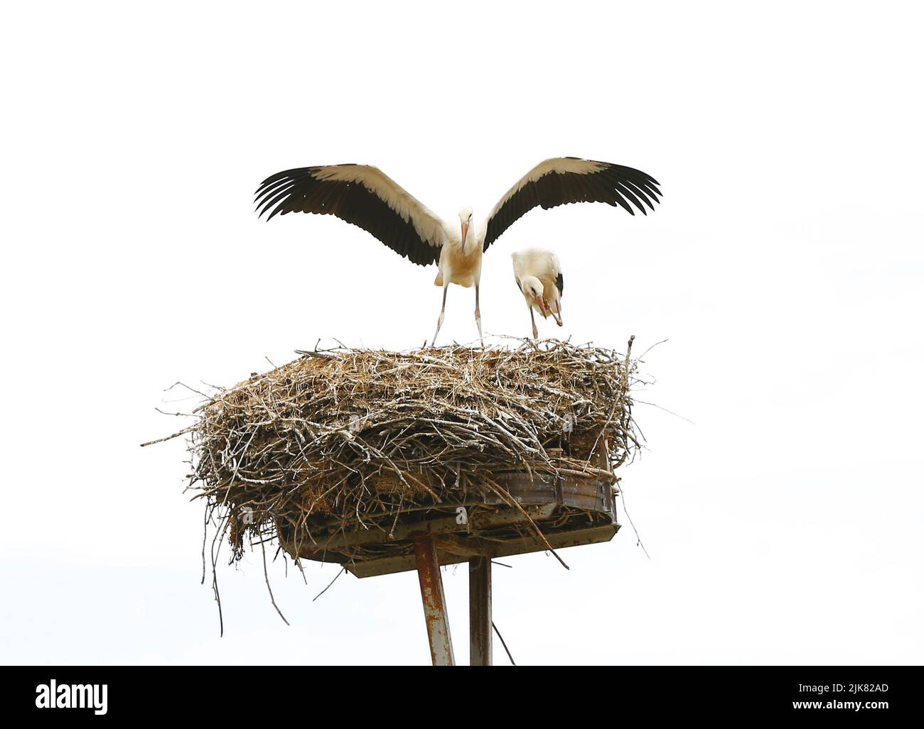 Brandenburg: Stork Nest in PrädikowPrädikow est un district de Prötzel dans le district de Märkisch-Oderland dans l'état de Brandebourg. (Photo de Simone Kuhlmey/Pacific Press) crédit: Pacific Press Media production Corp./Alay Live News Banque D'Images