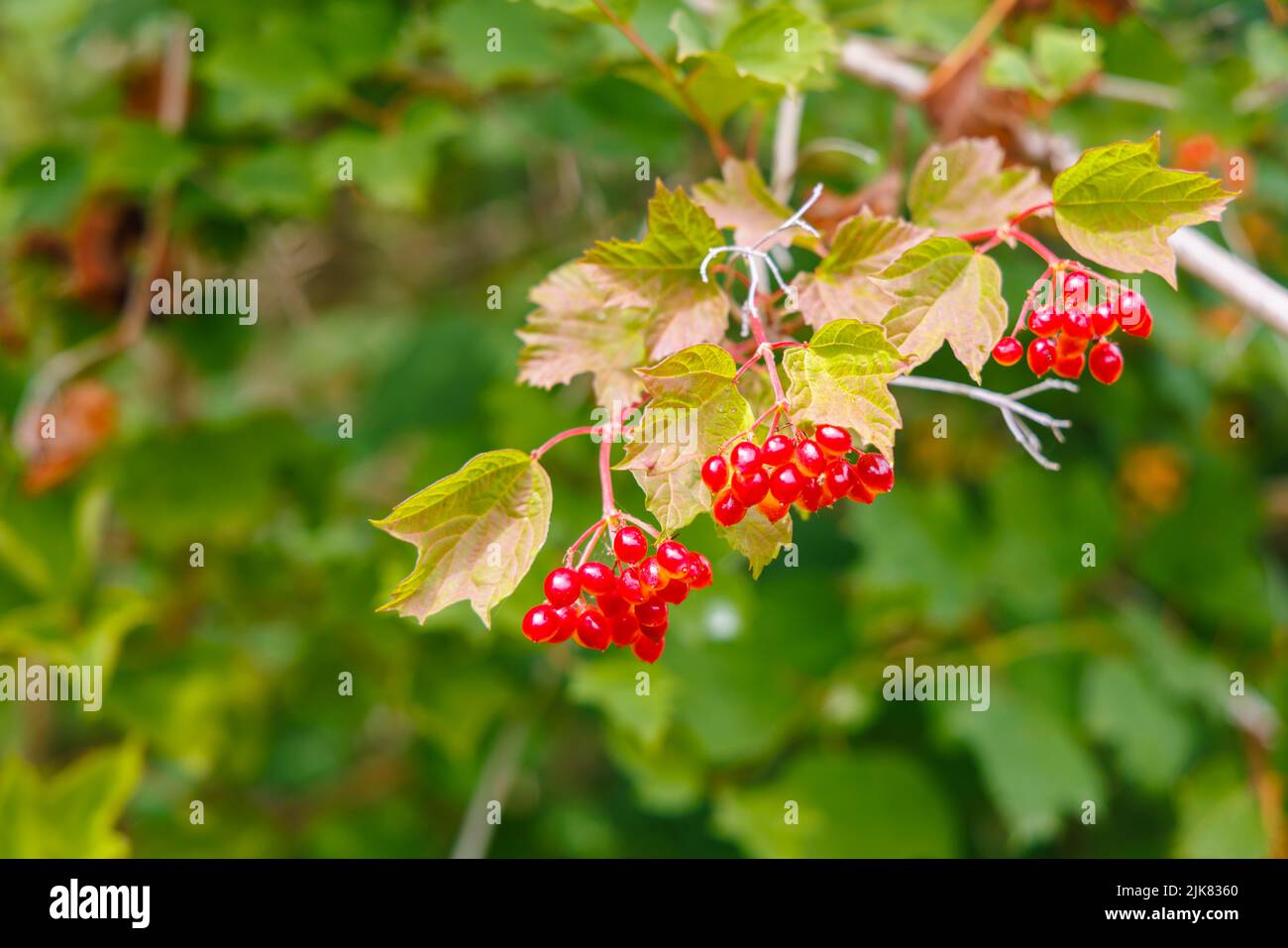 Vue rapprochée d'un bouquet de drupes cireuses orange à rouge (fruits en pierre) de Viburnum opulus (rose guelder) en été à Devon, dans le sud-ouest de l'Angleterre Banque D'Images