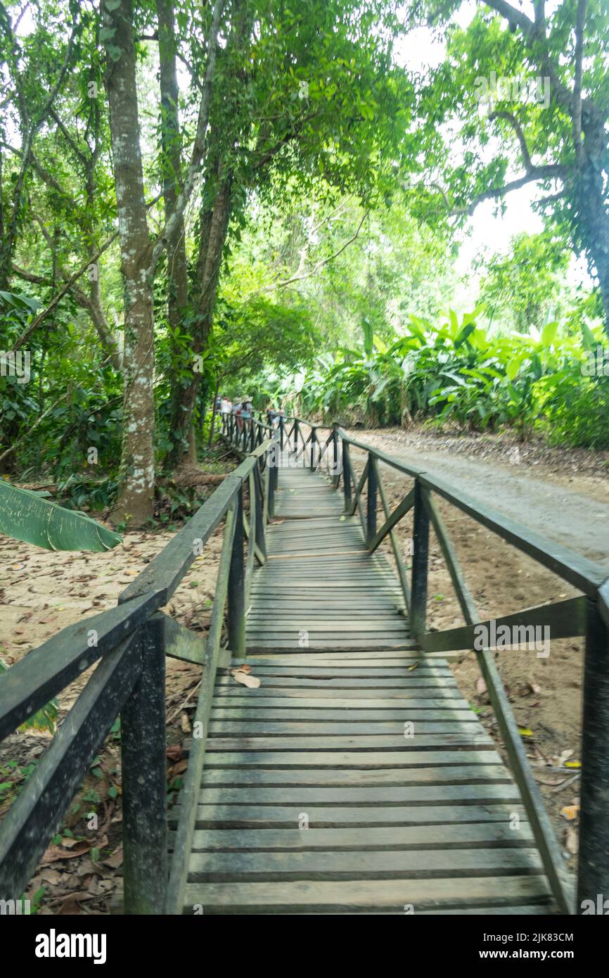 Sentier en bois dans le parc naturel national de Tayrona en Colombie Banque D'Images