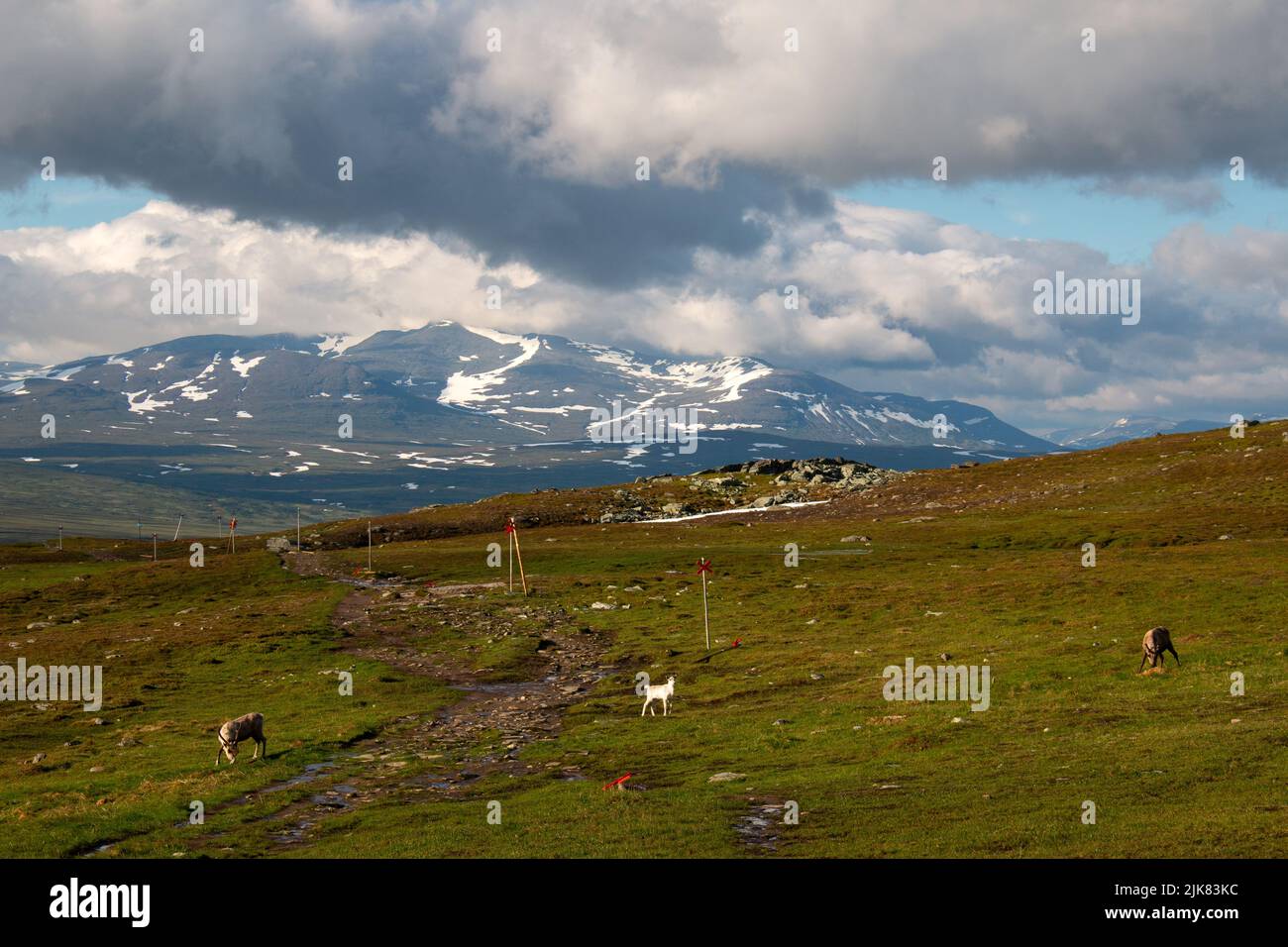 Une famille de rennes près de la station de montagne Blahammaren, Jamtland, Suède Banque D'Images