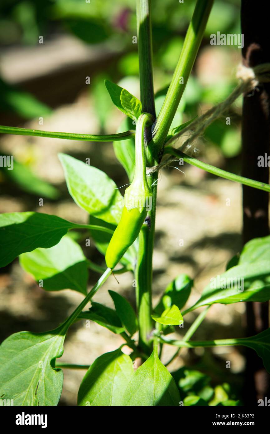 Vue rapprochée du piment vert qui pousse dans la serre. Banque D'Images