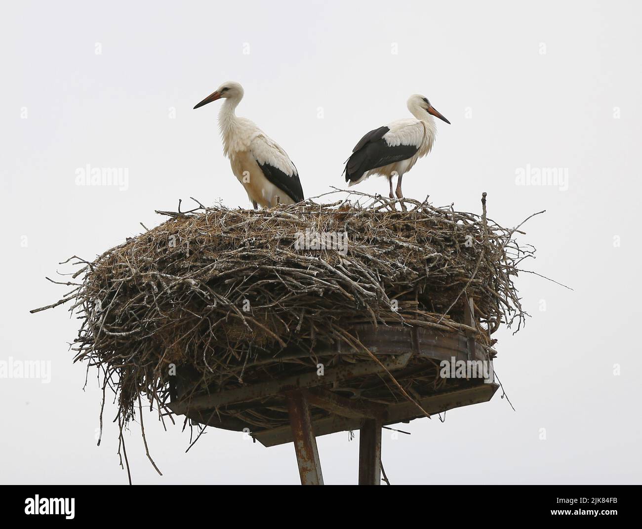 30 juillet 2022, PrÃ¤dikow, MÃ¤rkisch Oderland, Allemagne: Brandebourg: Stork Nest in PrÃ¤dikow.PrÃ¤dikow est un quartier de PrÃ tzel dans le district de MÃ¤rkisch-Oderland dans l'état de Brandebourg. (Credit image: © Simone Kuhlmey/Pacific Press via ZUMA Press Wire) Banque D'Images