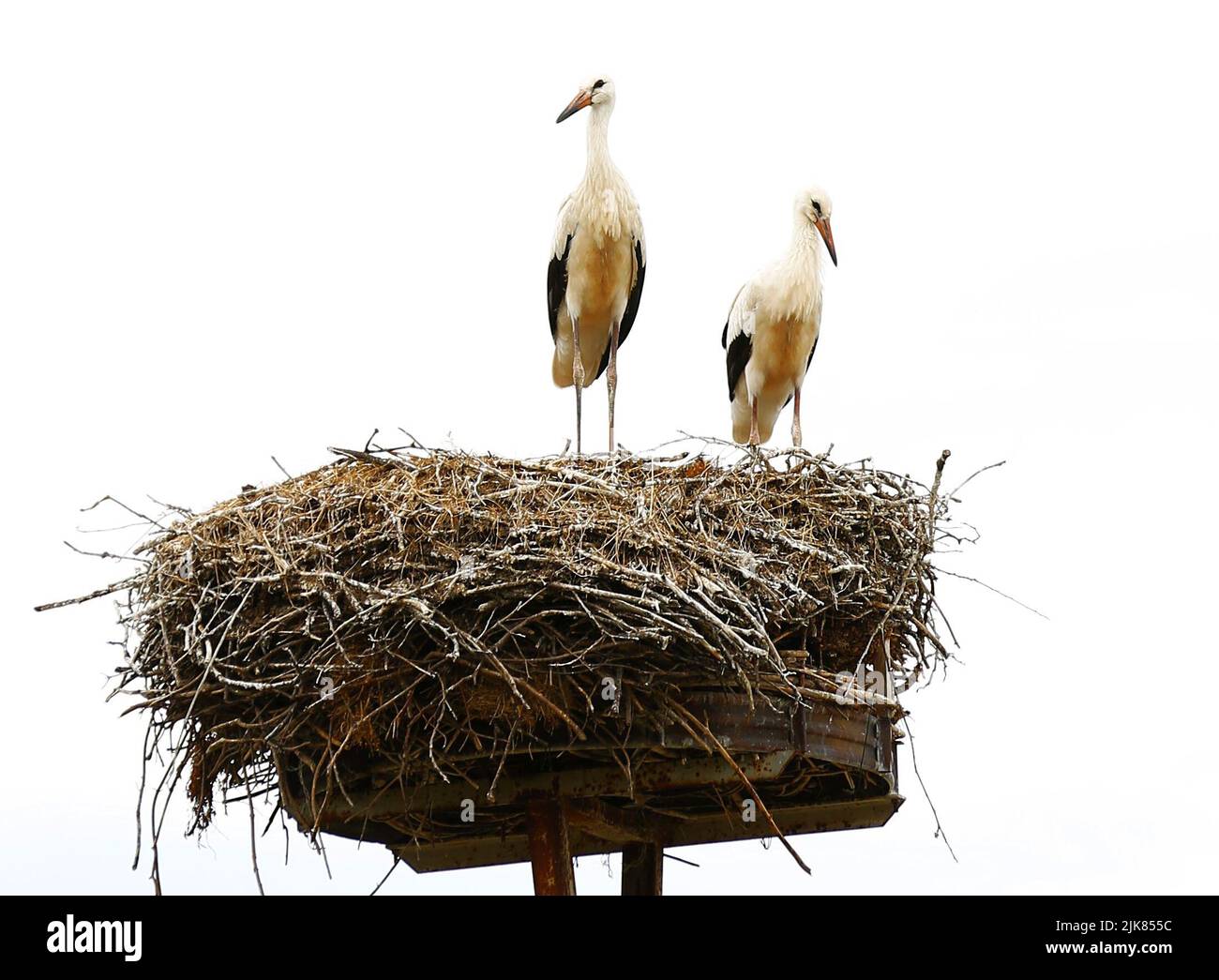 30 juillet 2022, PrÃ¤dikow, MÃ¤rkisch Oderland, Allemagne: Brandebourg: Stork Nest in PrÃ¤dikow.PrÃ¤dikow est un quartier de PrÃ tzel dans le district de MÃ¤rkisch-Oderland dans l'état de Brandebourg. (Credit image: © Simone Kuhlmey/Pacific Press via ZUMA Press Wire) Banque D'Images