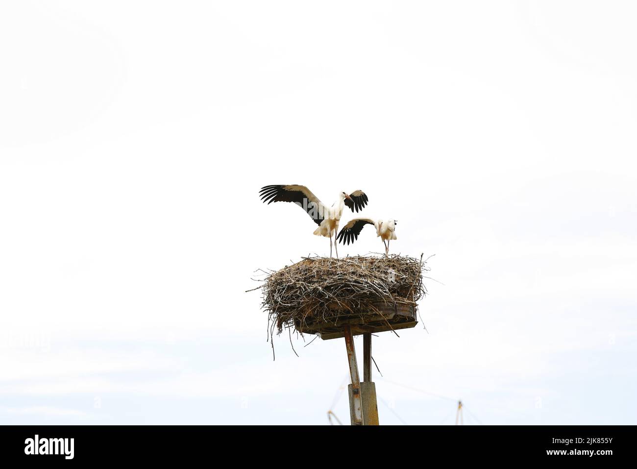 30 juillet 2022, PrÃ¤dikow, MÃ¤rkisch Oderland, Allemagne: Brandebourg: Stork Nest in PrÃ¤dikow.PrÃ¤dikow est un quartier de PrÃ tzel dans le district de MÃ¤rkisch-Oderland dans l'état de Brandebourg. (Credit image: © Simone Kuhlmey/Pacific Press via ZUMA Press Wire) Banque D'Images