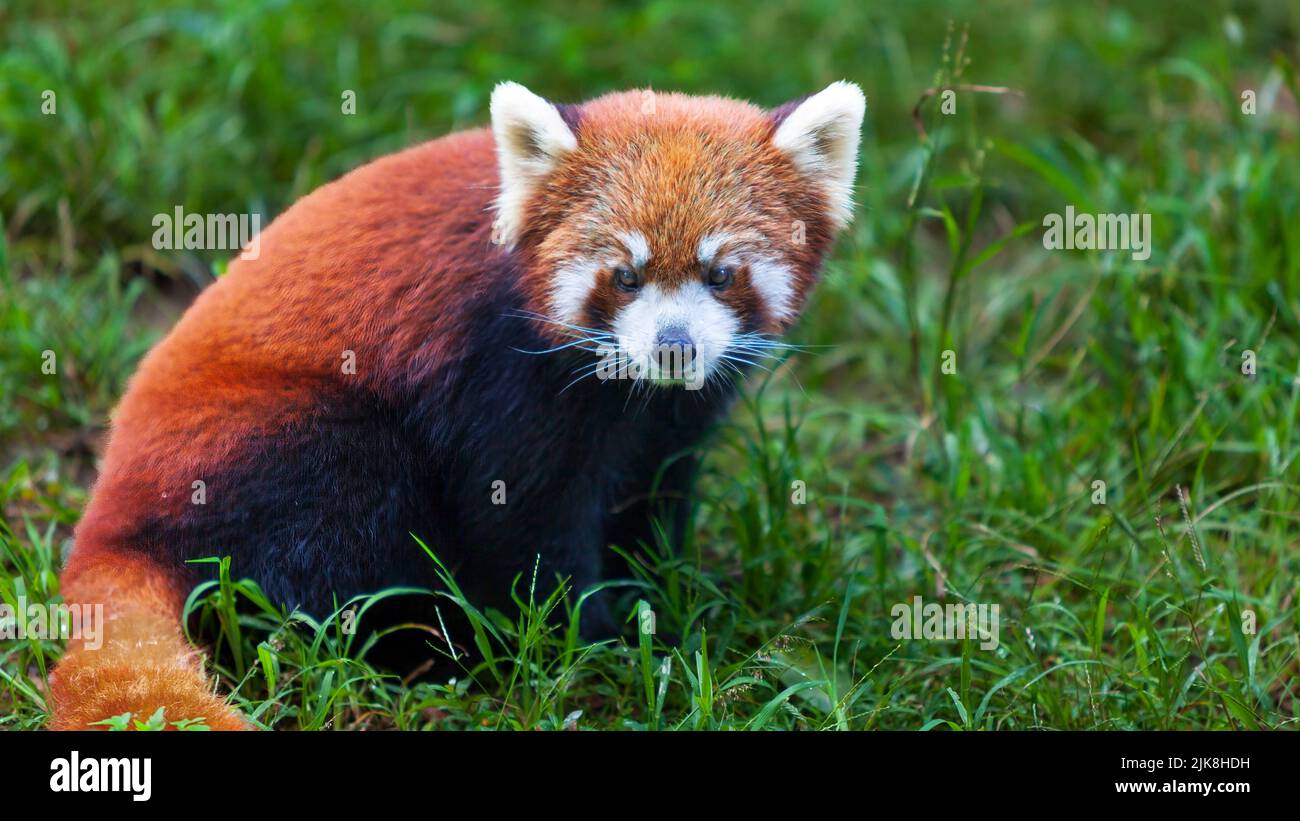 Le Panda rouge à la réserve Panda à Chengdu, en Chine, en Asie. Banque D'Images