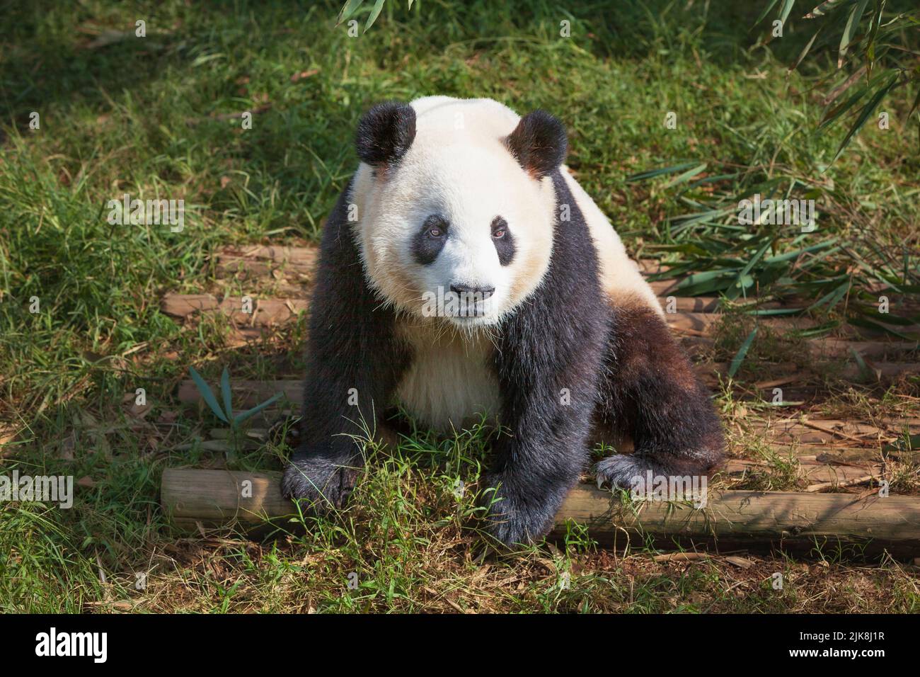 Panda géant à la réserve Panda à Chengdu, en Chine, en Asie. Banque D'Images
