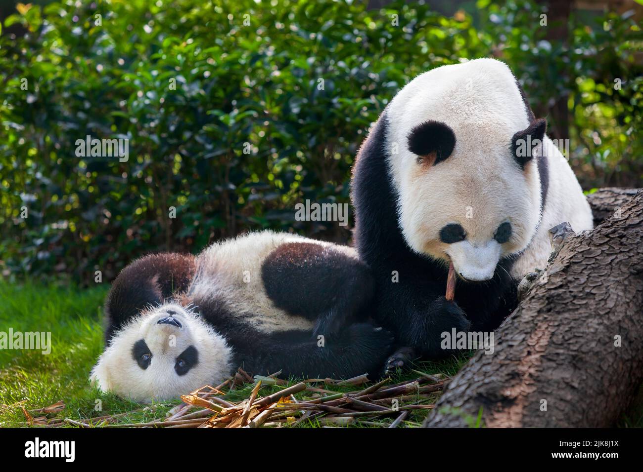 Panda géant à la réserve Panda à Chengdu, en Chine, en Asie. Banque D'Images