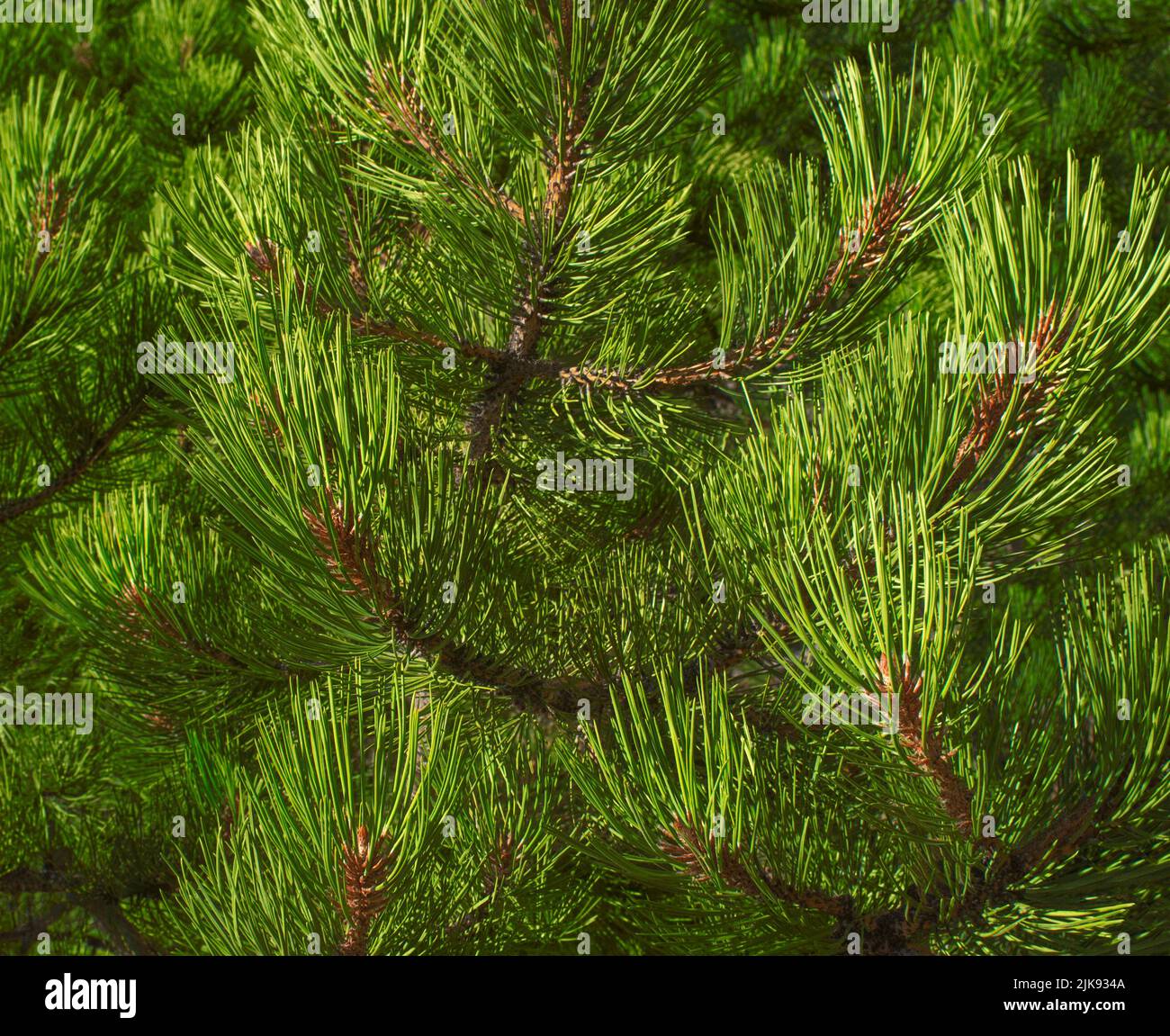 Branches de pin ponderosa Banque D'Images