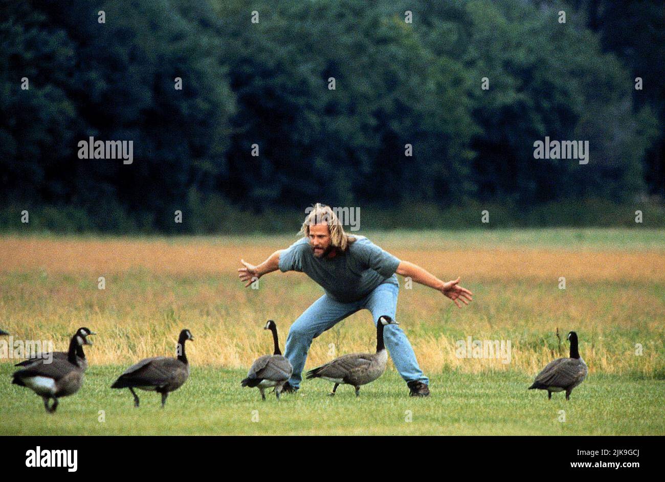 Jeff Daniels & Geese film: Fly Away Home (1996) personnages: Thomas 'Tom' Alden & Director: Carroll Ballard 05 septembre 1996 **AVERTISSEMENT** cette photographie est à usage éditorial exclusif et est le droit d'auteur de COLUMBIA et/ou le photographe assigné par la Société du film ou de la production et ne peut être reproduite que par des publications dans le cadre de la promotion du film ci-dessus. Un crédit obligatoire pour LA COLOMBIE est requis. Le photographe doit également être crédité lorsqu'il est connu. Aucune utilisation commerciale ne peut être accordée sans l'autorisation écrite de la Société du film. Banque D'Images